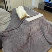 テーブルの上で寝る猫