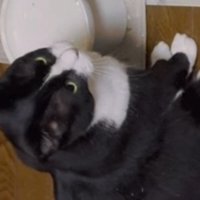 ハチワレ猫を見つめる別のハチワレ猫