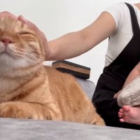 ママさんに撫でられる猫