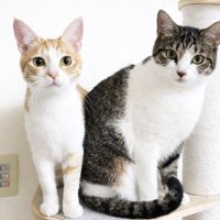 茶白とキジ白の猫の2ショット