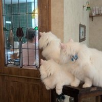 3匹の猫