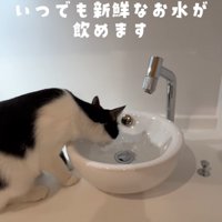 水を飲む猫