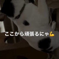 ハンモックに掴まっている猫