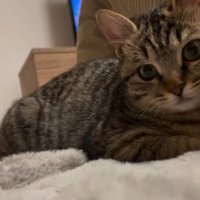 キジトラのアップ