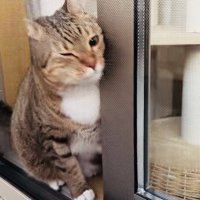 網戸と窓の隙間に入ろうとするキジトラ猫