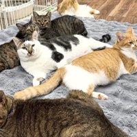 カーペットの上に集まる猫たち