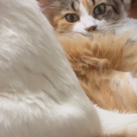 見つめる猫