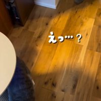 倒れずに歩き出す猫を見て、驚いた声をあげる女性