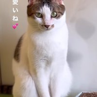 お座りをしているキジ白
