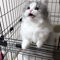 飼い主の方を見つめる猫