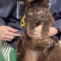 飼い主に肉球をこそばされる保護猫