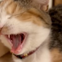 あくびをする猫