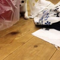 すきまから見ている猫