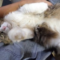 飼い主の膝の上で寝転んで右手を上げる猫