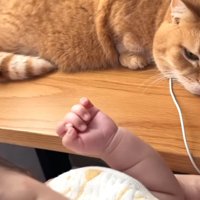 パソコンに顔を乗せた姿