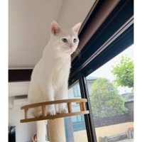 キャットタワーにいる猫