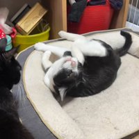 耳を搔いているハチワレ猫を見つめる黒猫