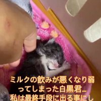 ぐったりしている子猫