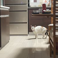 キッチンで背中を丸めて警戒している猫の様子