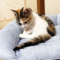 座ってシッポを見つめる