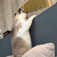 ソファの上に立ち上がってウインドチャイムに近づく猫