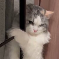 ドライヤーの風で顔をしかめる猫