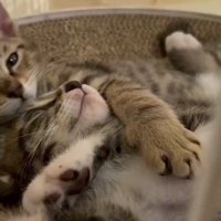 くっついて寝転ぶ2匹の子猫
