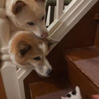 子猫を見る犬たち