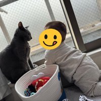 窓際で赤ちゃんを見つめる猫