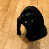 ワイルドな体勢の猫