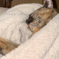 毛布にくるまれて寝ている猫