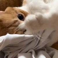 目はガンギマリ