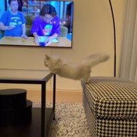 テーブルに前足を乗せる猫