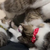 埋もれる子猫