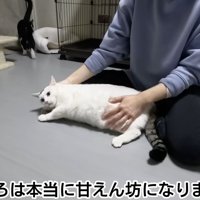テロップ「ましろは本当に～」