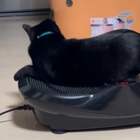 ブルブルマシンに乗る黒猫5