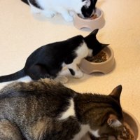 ごはんを食べる3匹の猫