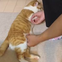 横になる猫に触れる次男