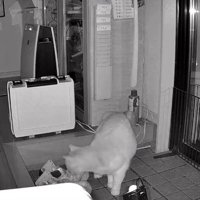 暗視カメラ、においを嗅ぐ猫