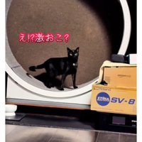 キャットホイールを走っていた猫たち