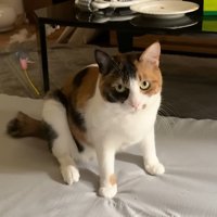 前のめりに座って飼い主をジッと見る猫