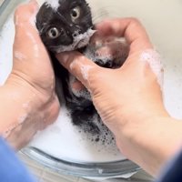 洗面器の中で飼い主さんに体を洗われる子猫