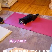 ヨガマットの上で遊んでいる猫