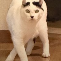不思議なポーズの猫