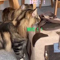 キャリーバッグの中にいる子猫をみる猫達