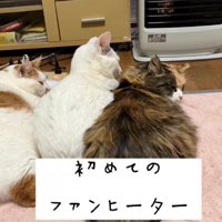 ファンヒーターの前にいる猫