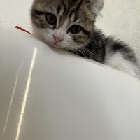 上から覗き込む猫