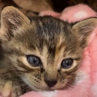 毛布でくつろぐ子猫