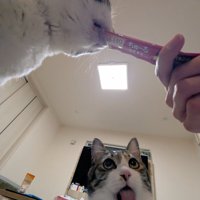 舌を出す猫