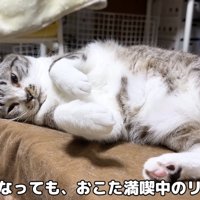 夜までこたつを使うリノちゃん